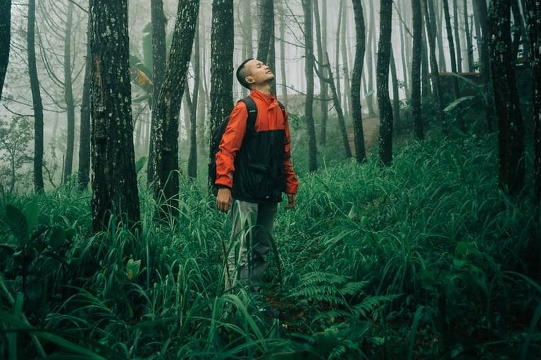 Forest Bathing: Immersing Yourself in Nature for Well-Being